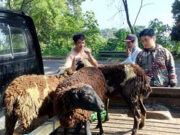 Sektor Peternakan Penopang Ekonomi Warga