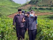 Bupati Garut Mau Pasok Cabai buat Idul Fitri: 400 Hektare Siap Panen