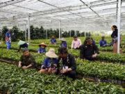 Bupati Garut Harap Mentan RI Jadikan Garut sebagai Pusat Pembibitan Benih Kopi Bersertifikat
