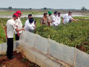 Camat Bangodua Tinjau Budidaya Cabai di Desa Mulyasari