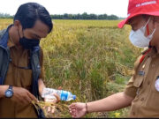 Padi Organik di Kecamatan Kedokan Bunder Meningkat Signifikan
