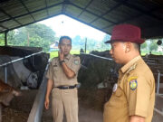 Tekan Inflasi Daerah, Stok Ternak di Cangkingan Terus Dipenuhi