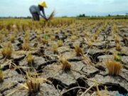 Program Makan Siang Gratis, 10.000 Hektar Lahan Kering Dijadikan Kawasan Terpadu Hortikultura