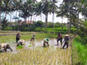 LTT Padi di Jatim Capai 217.711 Hektare, Jajaran Korem 081/DSJ Sumbang 30 Persen