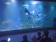 Aquarium Indonesia Pangandaran Hadirkan Pertunjukan Spesial untuk Rayakan Idul Fitri 1446 H