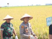 Dukung Ketahanan Pangan, Menteri PUPR dan Kapolres Hadiri Panen IPHA di Indramayu