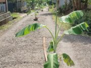 Jalan Rusak Parah di Banjar Belum Juga Diperbaiki, Warga Tanam Pohon di Tengah Jalan