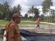 Disnakkan Ciamis Pacu Swasembada Pangan, Revitalisasi Kolam BBI Pamarican dengan Teknologi Geo Membran