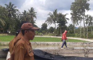 Disnakkan Ciamis Pacu Swasembada Pangan, Revitalisasi Kolam BBI Pamarican dengan Teknologi Geo Membran