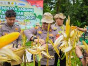 Kapolres Karawang Pimpin Panen Raya Jagung Serentak Kuartal IV 2025, Dukung Ketahanan Pangan Nasional